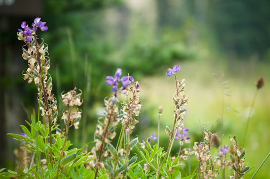 living holistically + 5 ways to get started.