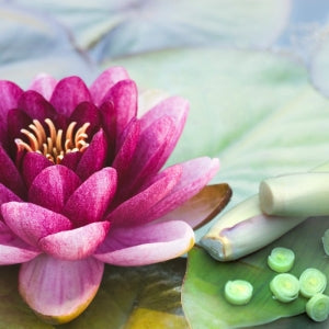 Lotus & Lemongrass Triple Milled Soap