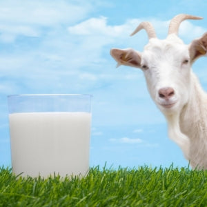 Unscented Goats Milk Triple Milled Soap